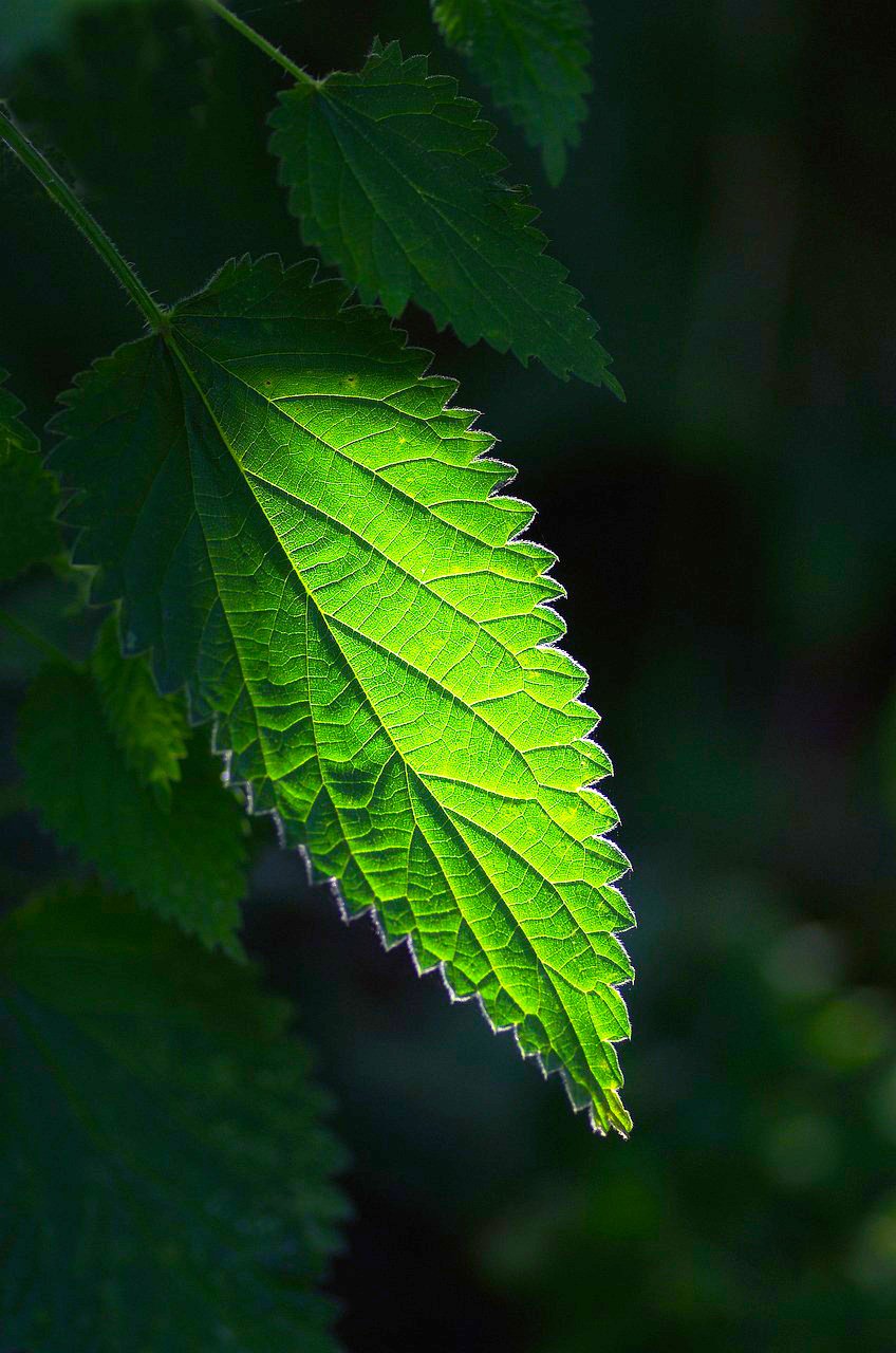 Nettle for Hair Growth: What Nomadic Women Observed, and What Science Just Explained