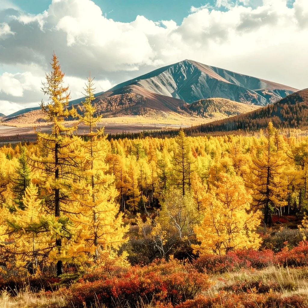 Hair Shedding in Fall: Why Autumn Asks the Follicle to Rest
