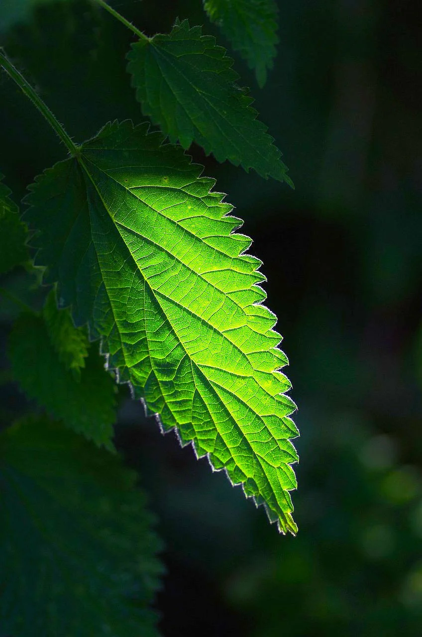 stinging nettle