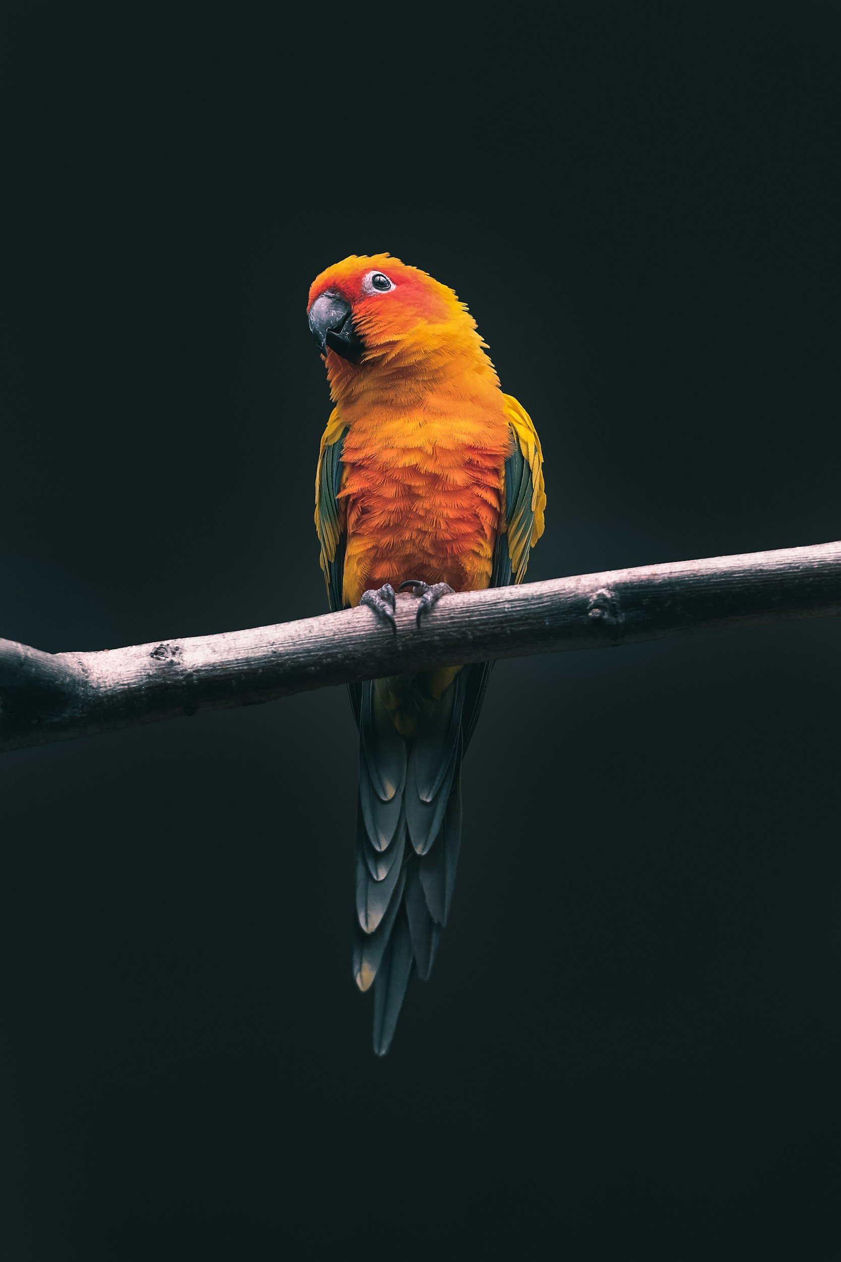 Colorful parrot perched on a branch against a dark background.