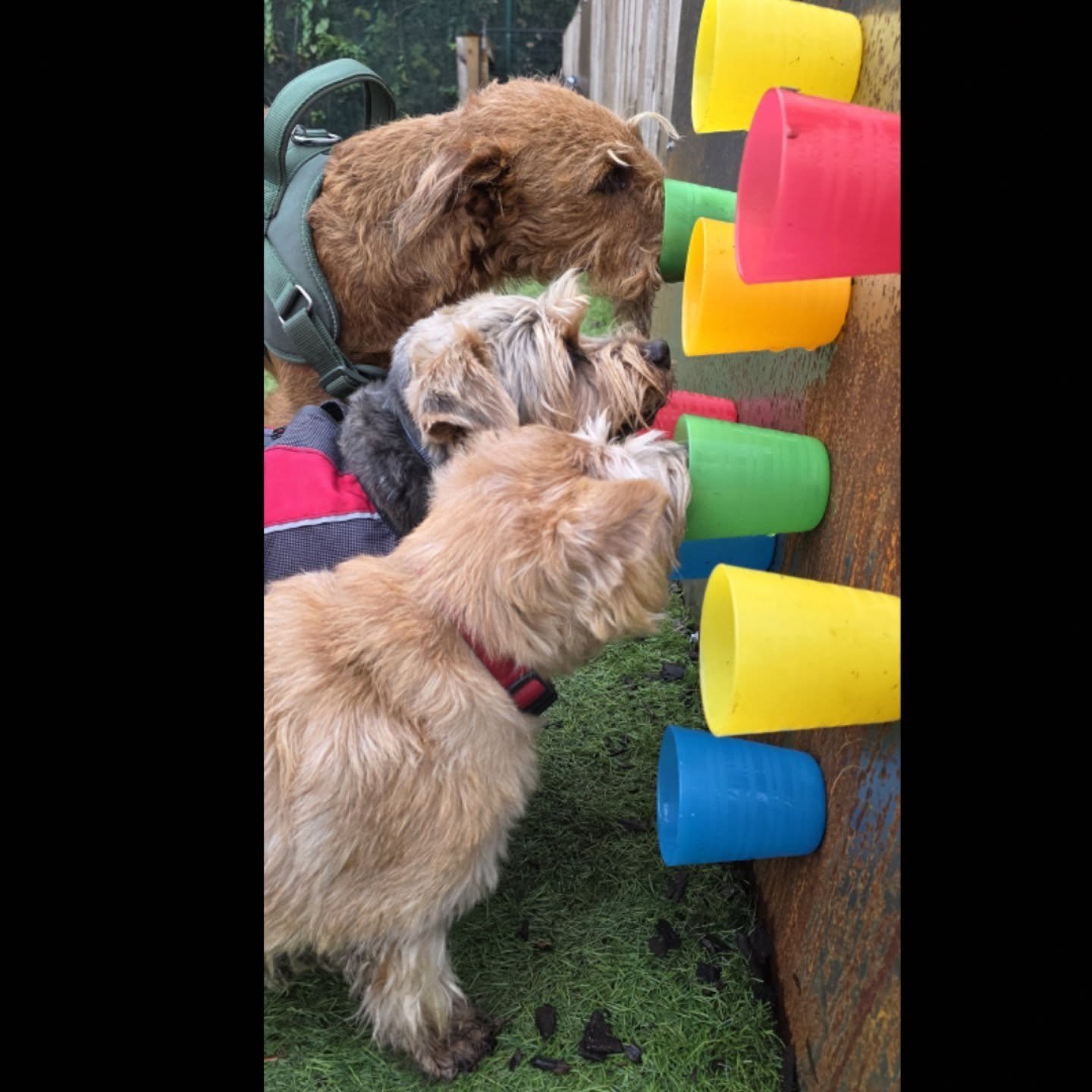 ​"The ultimate wall of snacks. Every color must be checked! 🌈🧐"

#dogdaycare #dogslife #dogsinlondon #ealingdogs #westlondondogs #ealing #ealingbroadway #ealingcommon #northfields #westealing #hanwell #pitshanger #bostonmanor