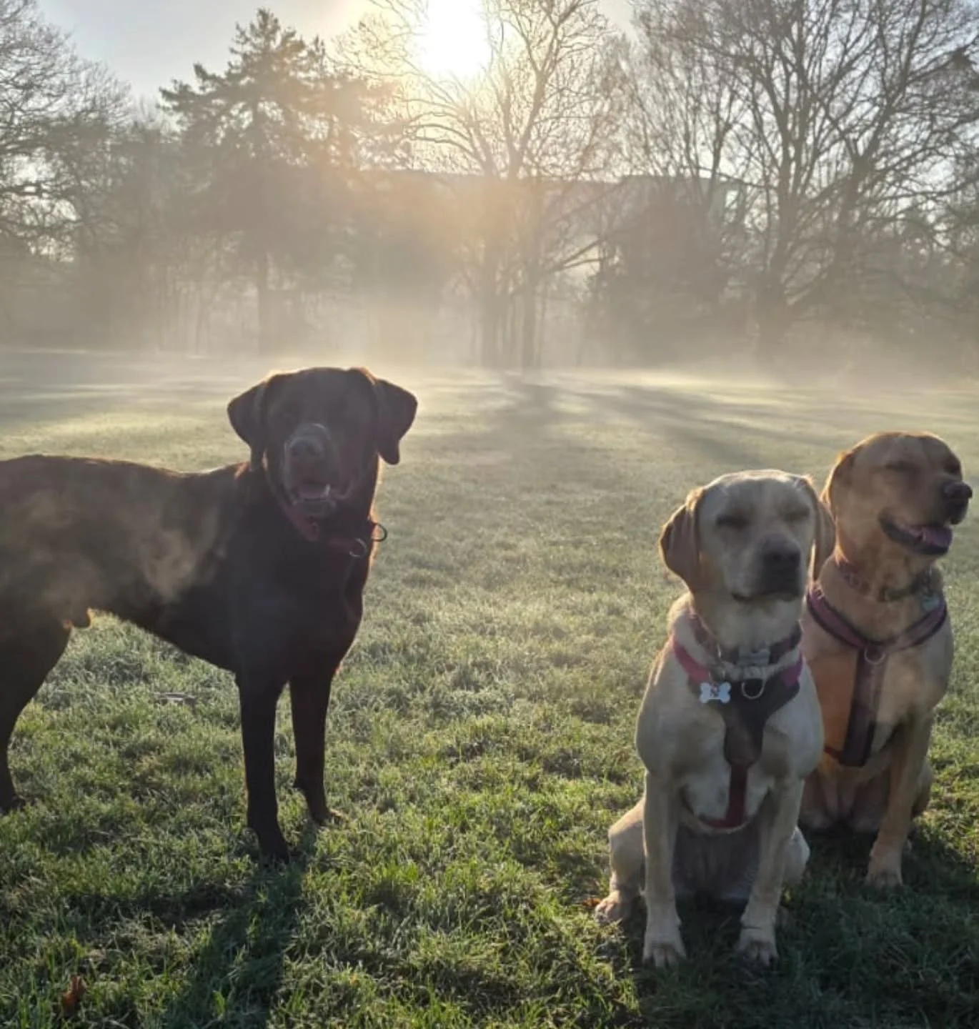 "Where the grass is frosty and the friendships is warm" 
🤎🤍🧡
#dogdaycare #dogslife #dogsinlondon #westlondondogs #ealingdogs #ealing #ealingbroadway #ealingcommon #northfields #westealing #hanwell #pitshanger #bostonmanor #winterdog #nat