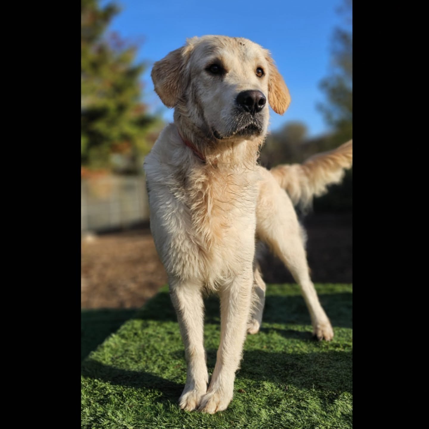 ☀️ "Sun-kissed and adorable." 🐶

#dogdaycare #dogslife #dogsinlondon #westlondondogs #dogsealing #ealingdogs #ealing #ealingbroadway #ealingcommon #northfields #westealing #hanwell #pitshanger #bostonmanor #southealing #winterdog