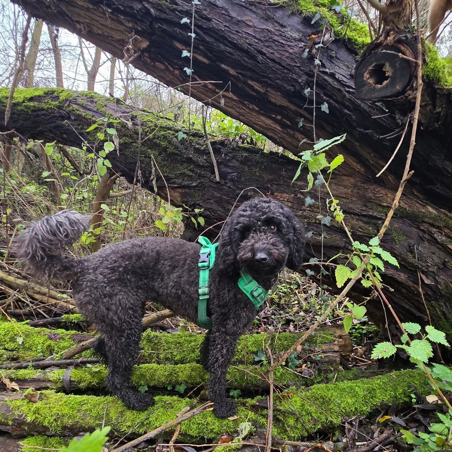Blending with the nature 🌱🌳🌿