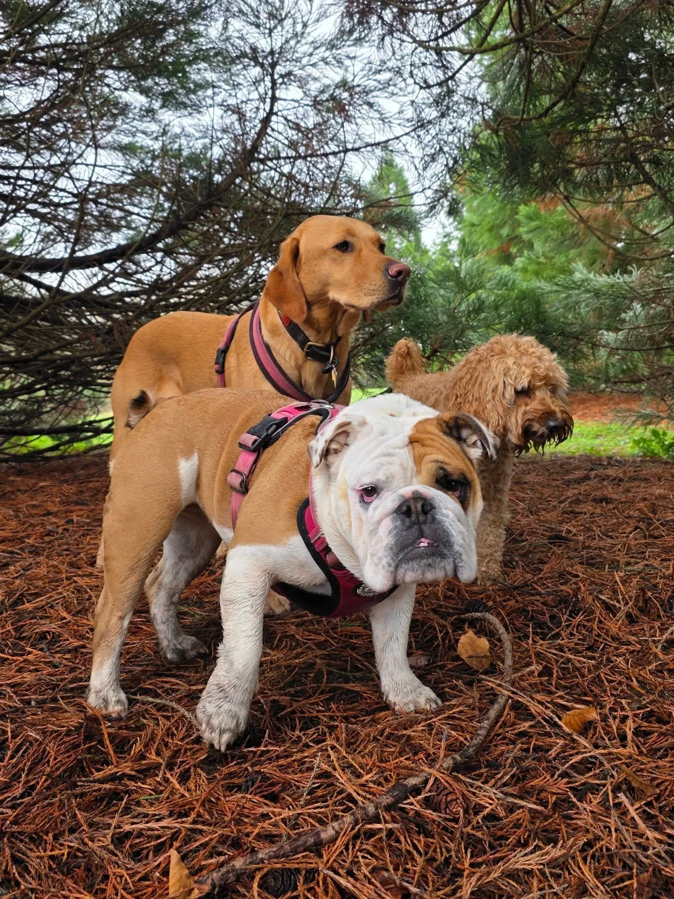 On the quest 😁
#dogdaycare #ealing #ealingbroadway #westlondondogs #dogsinlondon