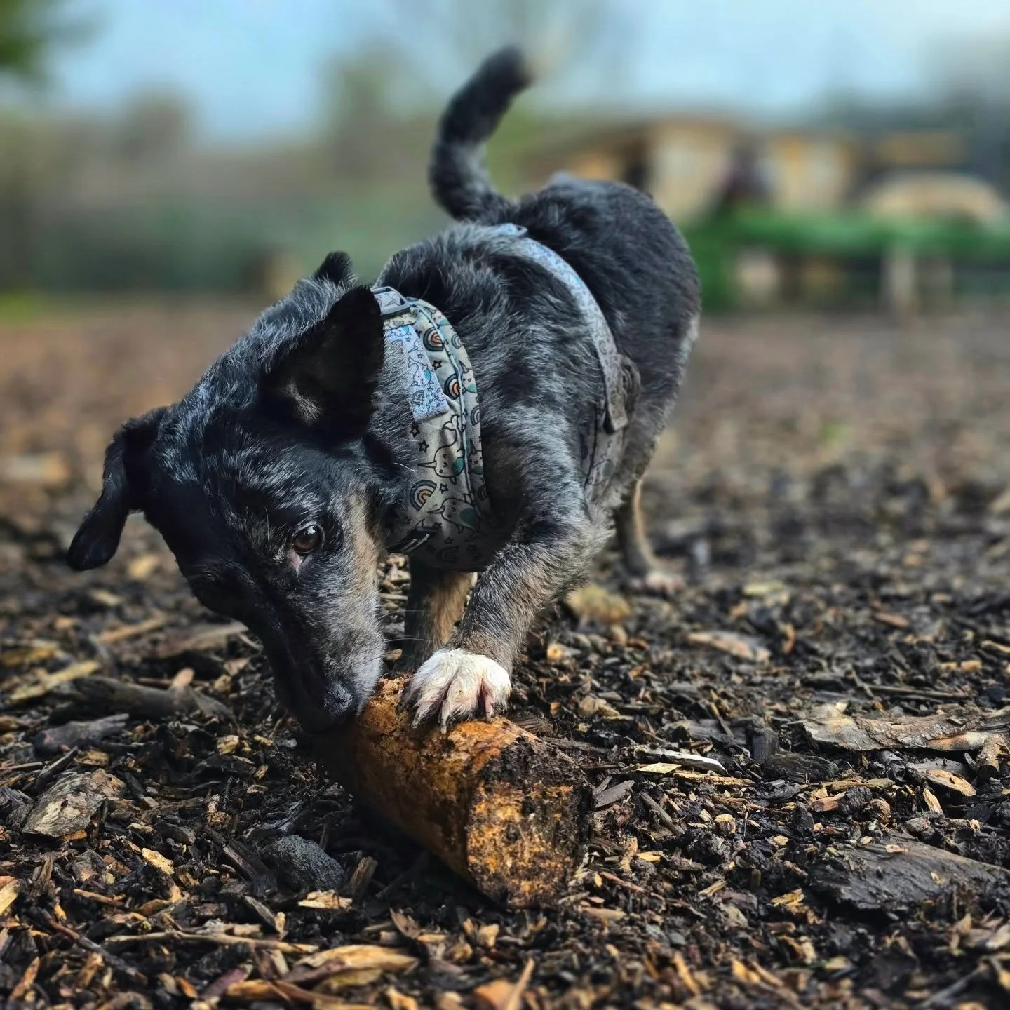 The best toys are always the free ones 😉🪵

#dogdaycare #westlondondogs #ealingdogs #ealing #ealingbroadway