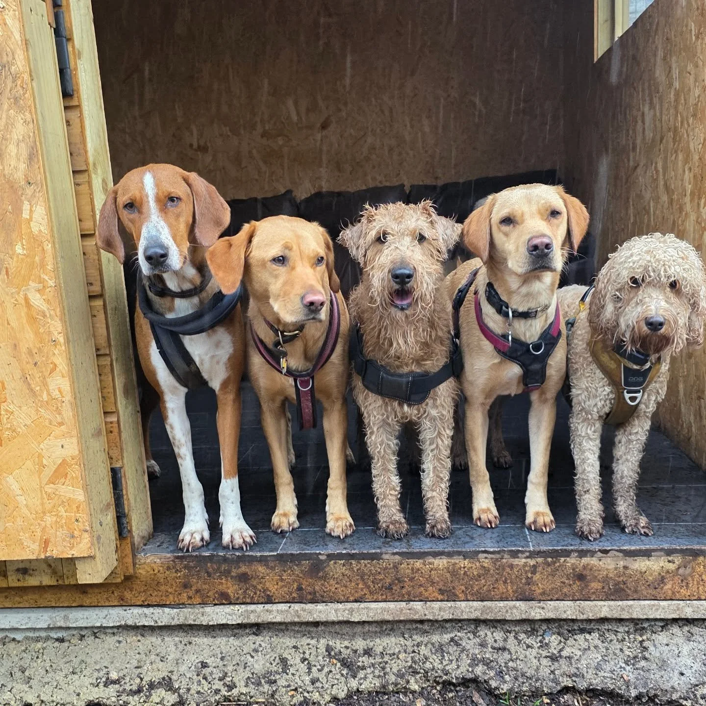 &ldquo;Rain or shine, daycare crew is ready to play 🐾&rdquo;

#dogdaycare #ealingdogs #westlondondogs #ealingbroadway #ealing