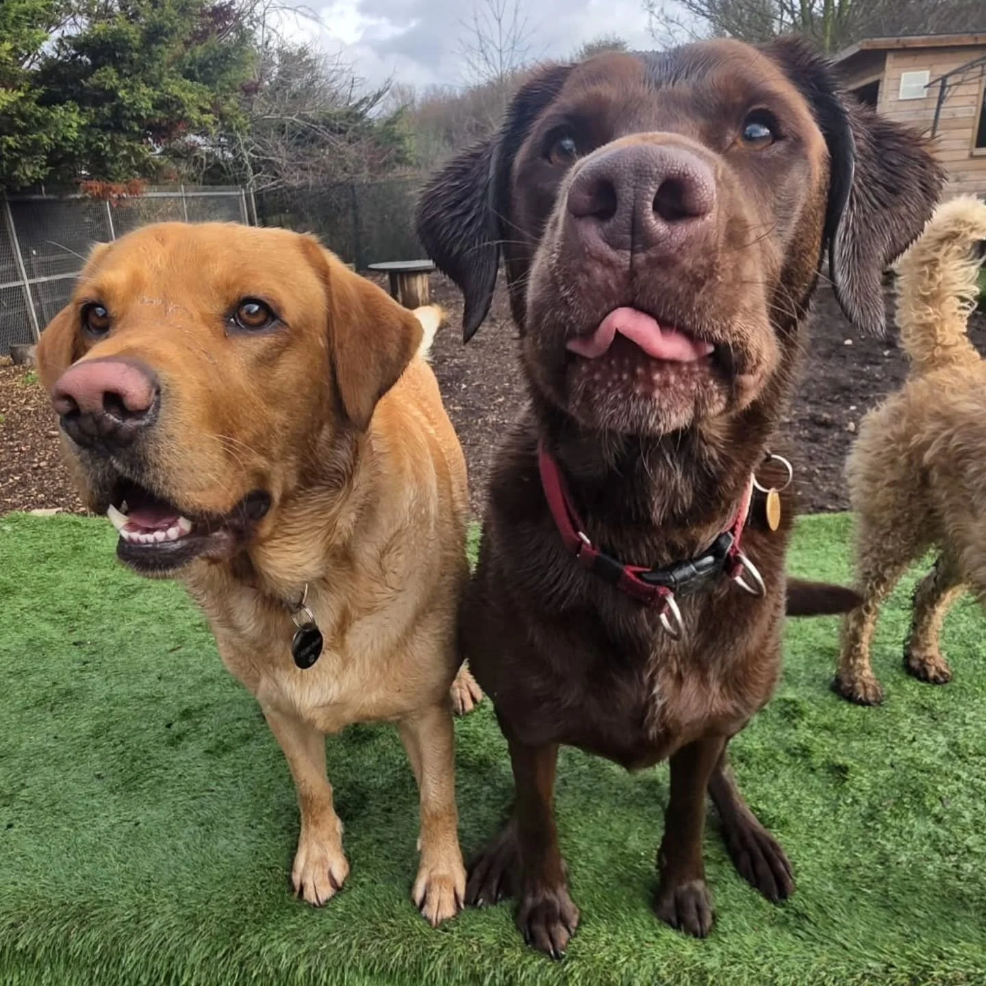 Winter photo session.
#dogdaycare #ealingdogs #ealingbroadway #ealing #westlondondogs