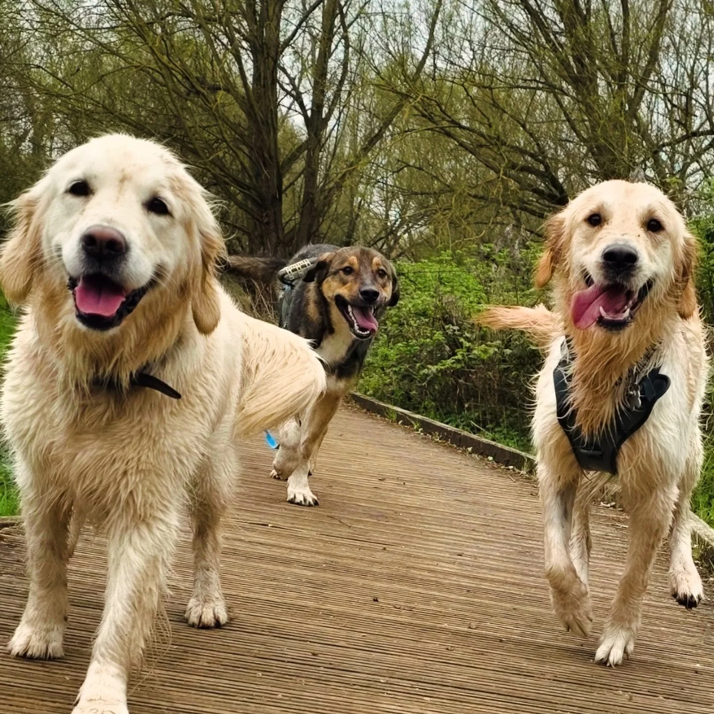 A Golden sandwich with a side of extra cute. 😍 🐾🐾🐾🥰#ealingdogwalking#dogdaycare#dogslife#dogschiswick