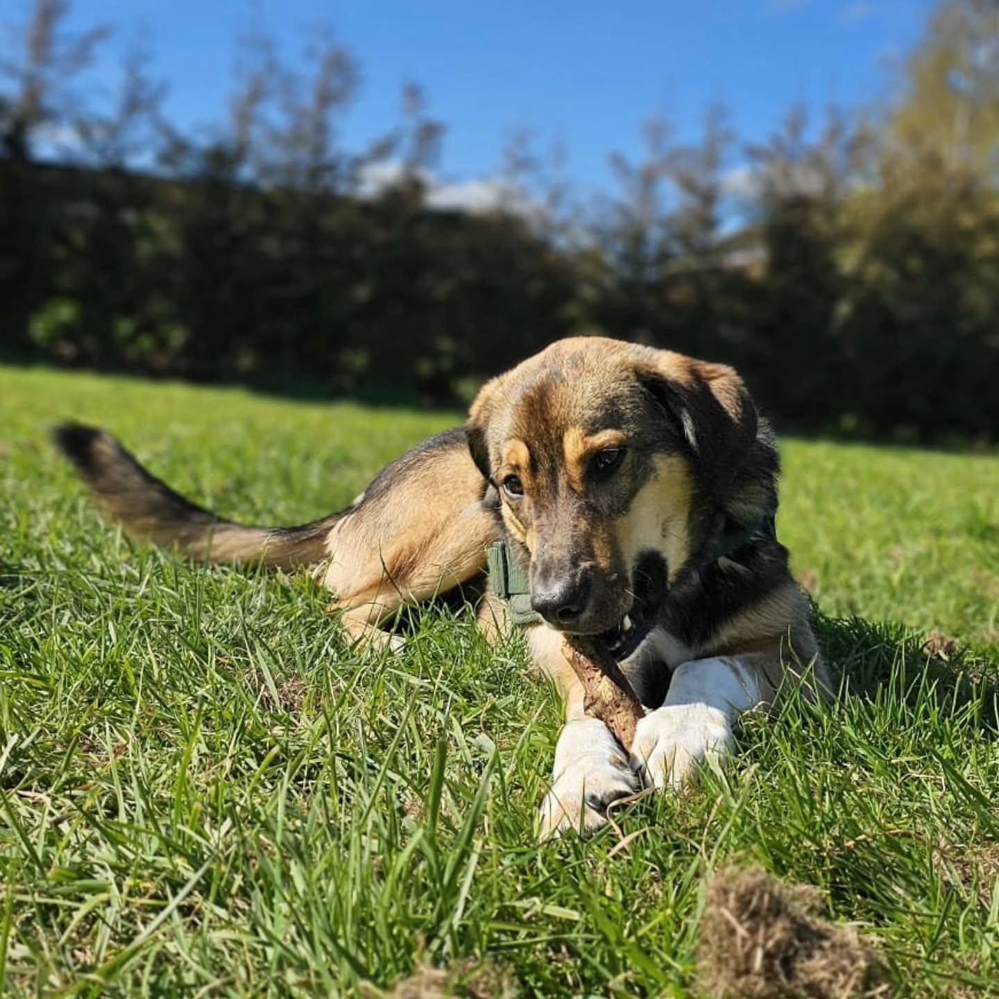 No stick is safe around us 🐕

#dogdaycare #ealing #ealingbroadway #ealingdogs