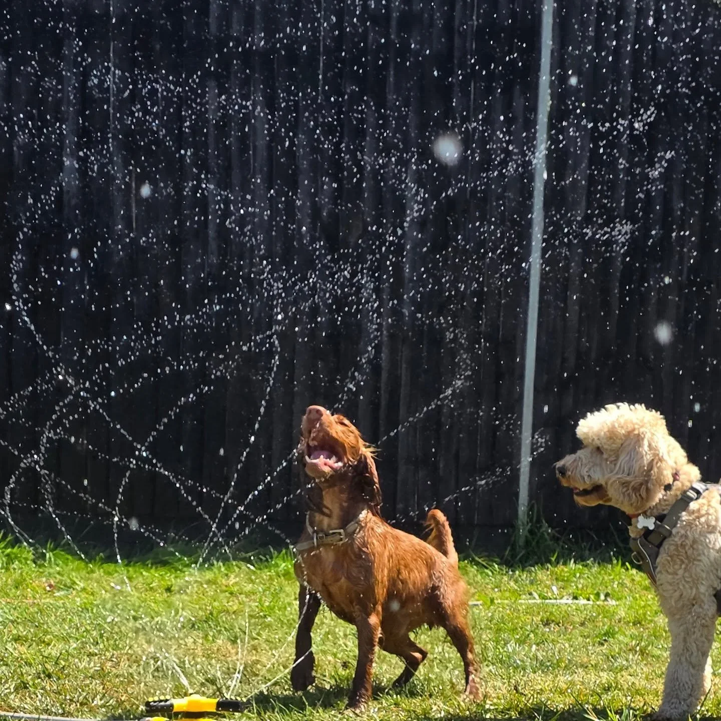 Fighting the heat with sprinkles🥵😎💦🐾🐾🐾