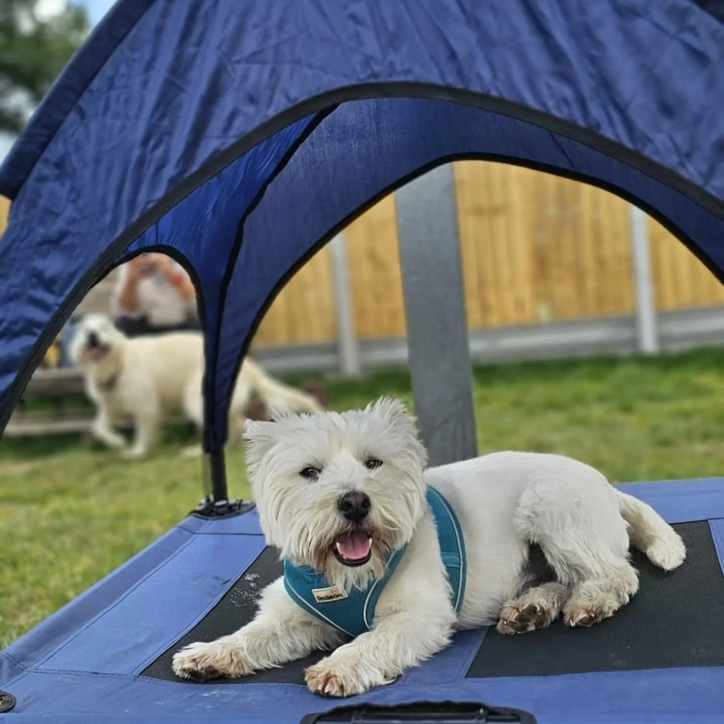 🌞☀️😎🥵🐾🐾🐾#ealingdogwalking #dogslondon#doggiedaycare#ealingbroadway