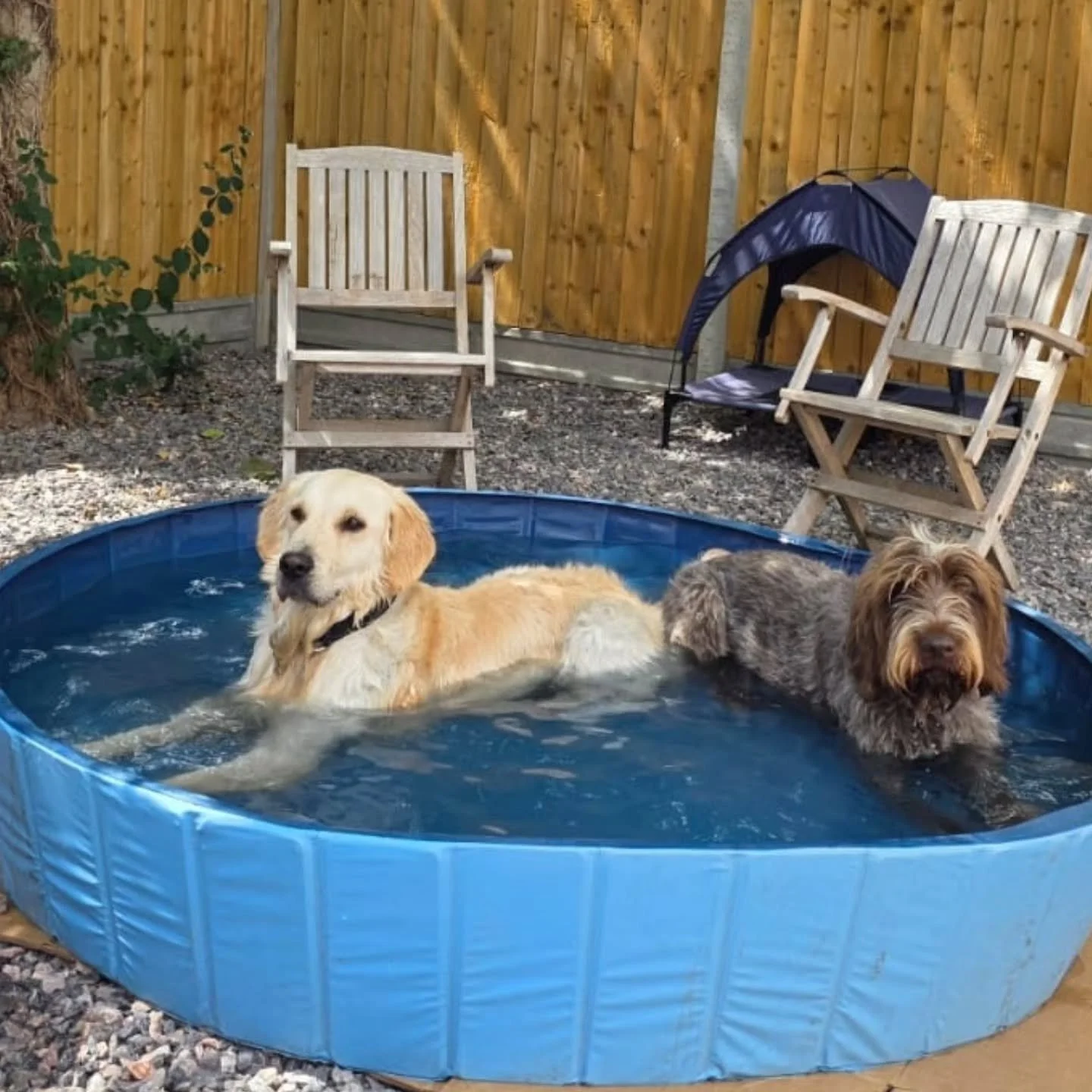 Another pawsome day at daycare! 🐶💦☀️

#dogdaycare #dogsinlondon #ealingdogs #westlondondogs #dogslife