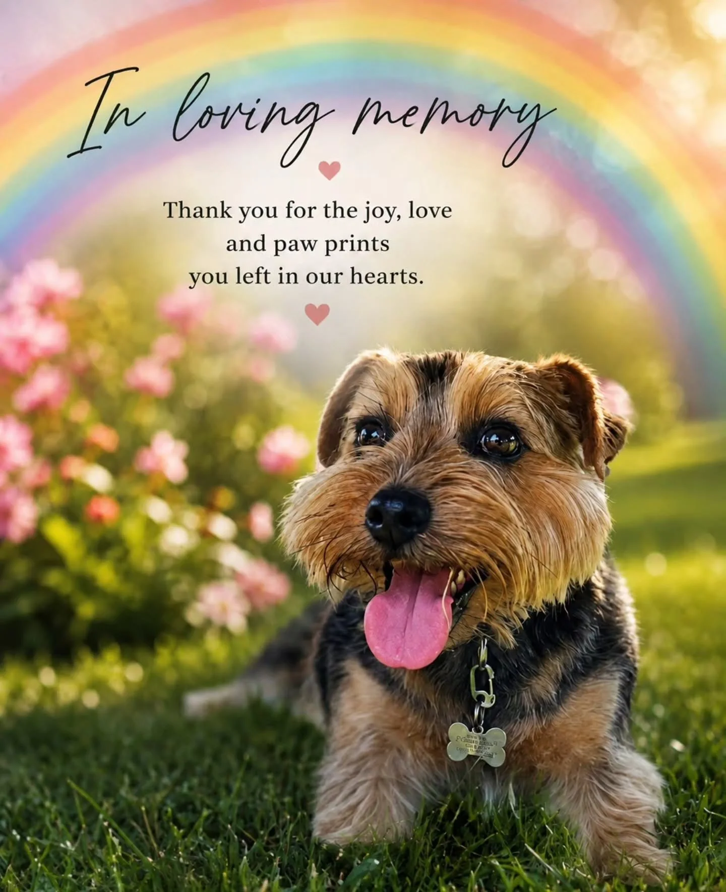 Today we are thinking of a very special little dog who has sadly crossed the rainbow bridge🌈🐾

You  may be small, but the love you leave behind is enormous. 💔

Run free sweet Herbie. 🤍🐶🕊 

You will always be remembered and missed. 

Sending lot