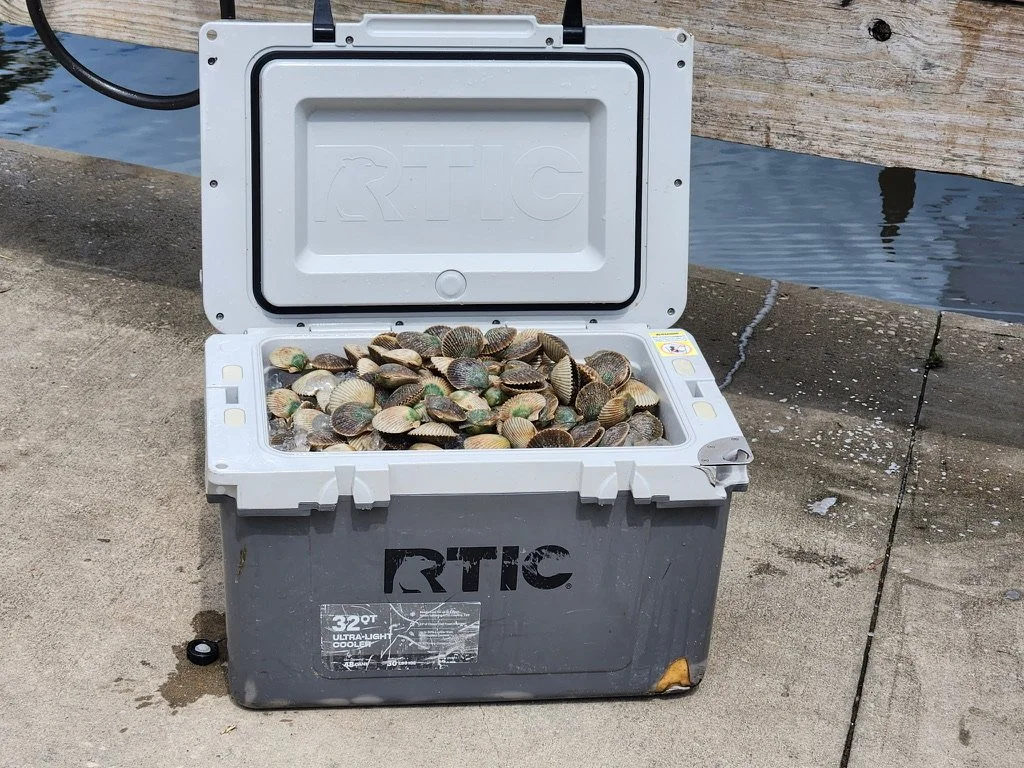 Open cooler filled with clams, situated on a concrete surface near water and a wooden dock.