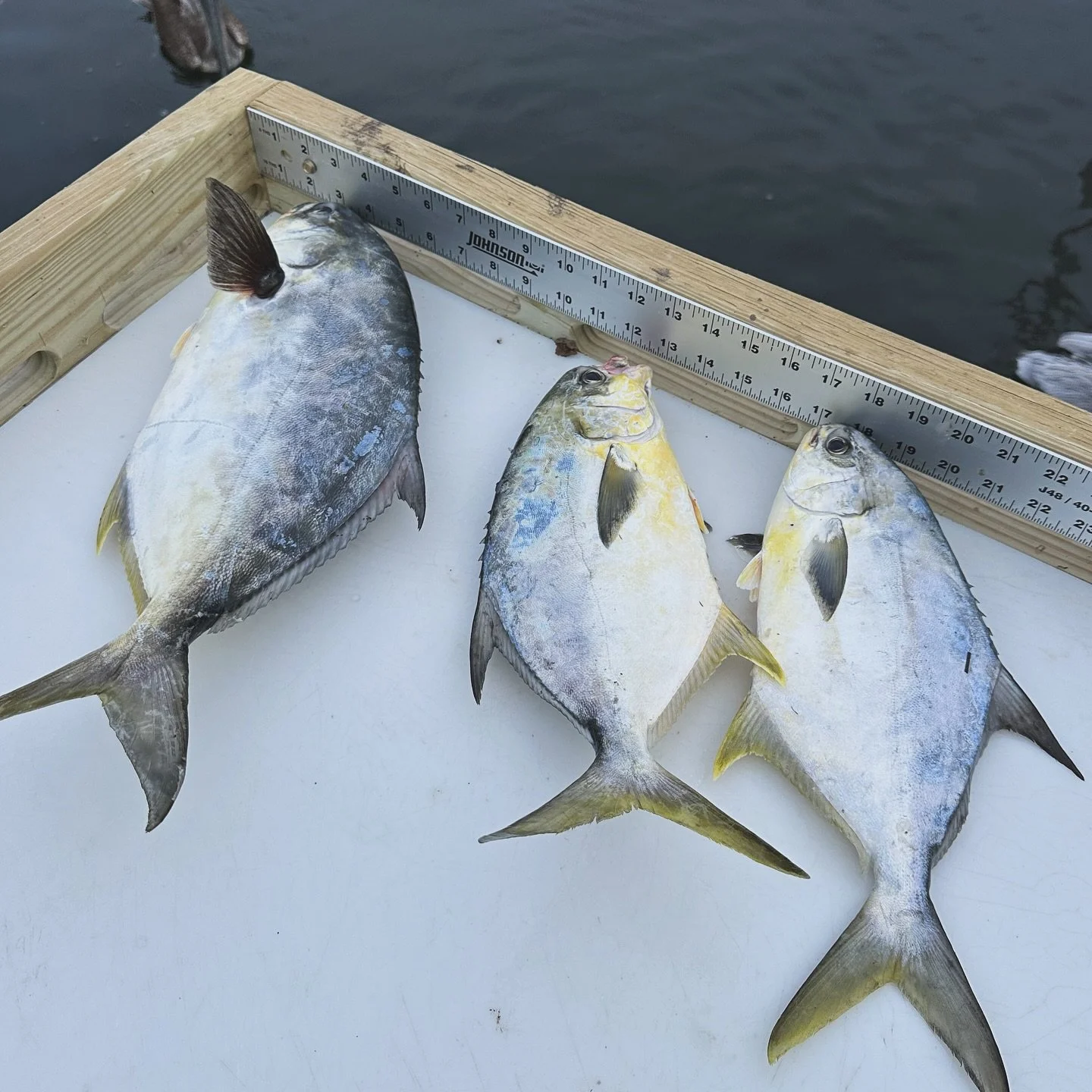 Three fish lined up on a white surface next to a wooden ruler, with water in the background.