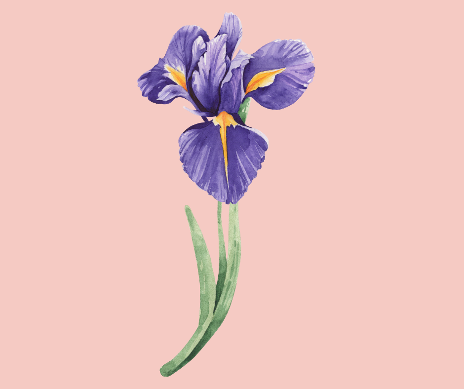 Close-up of an Iris flower representing 'The Iris' Symbolic Ceremony Package for a Puerto Rico destination wedding.