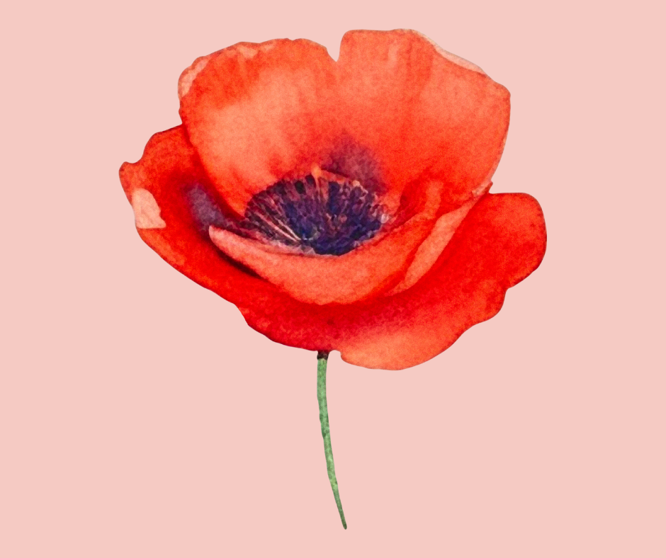 A vibrant red Amapola flower symbolizing 'The Amapola' Full-Service Legal Wedding package in Puerto Rico.