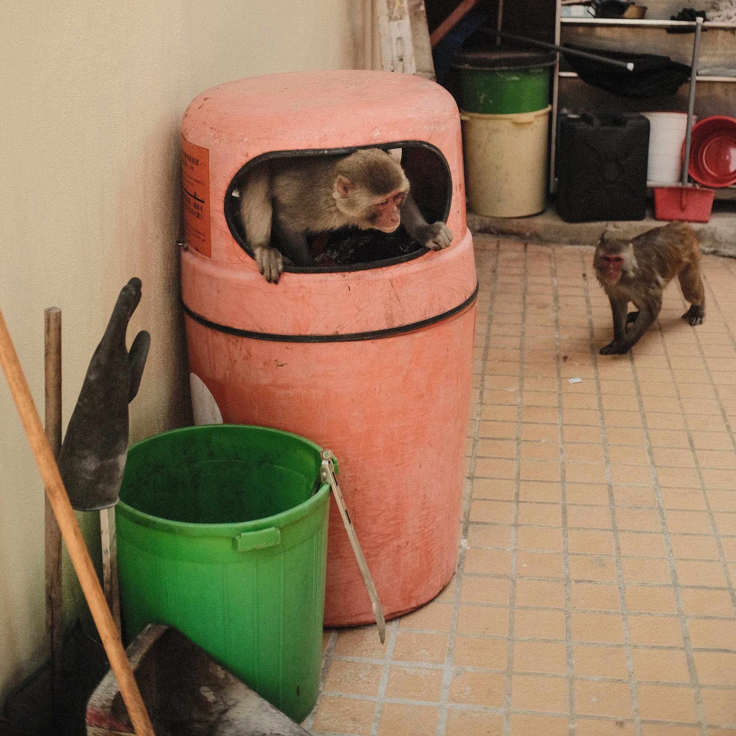 HK Trash Monkeys.jpg