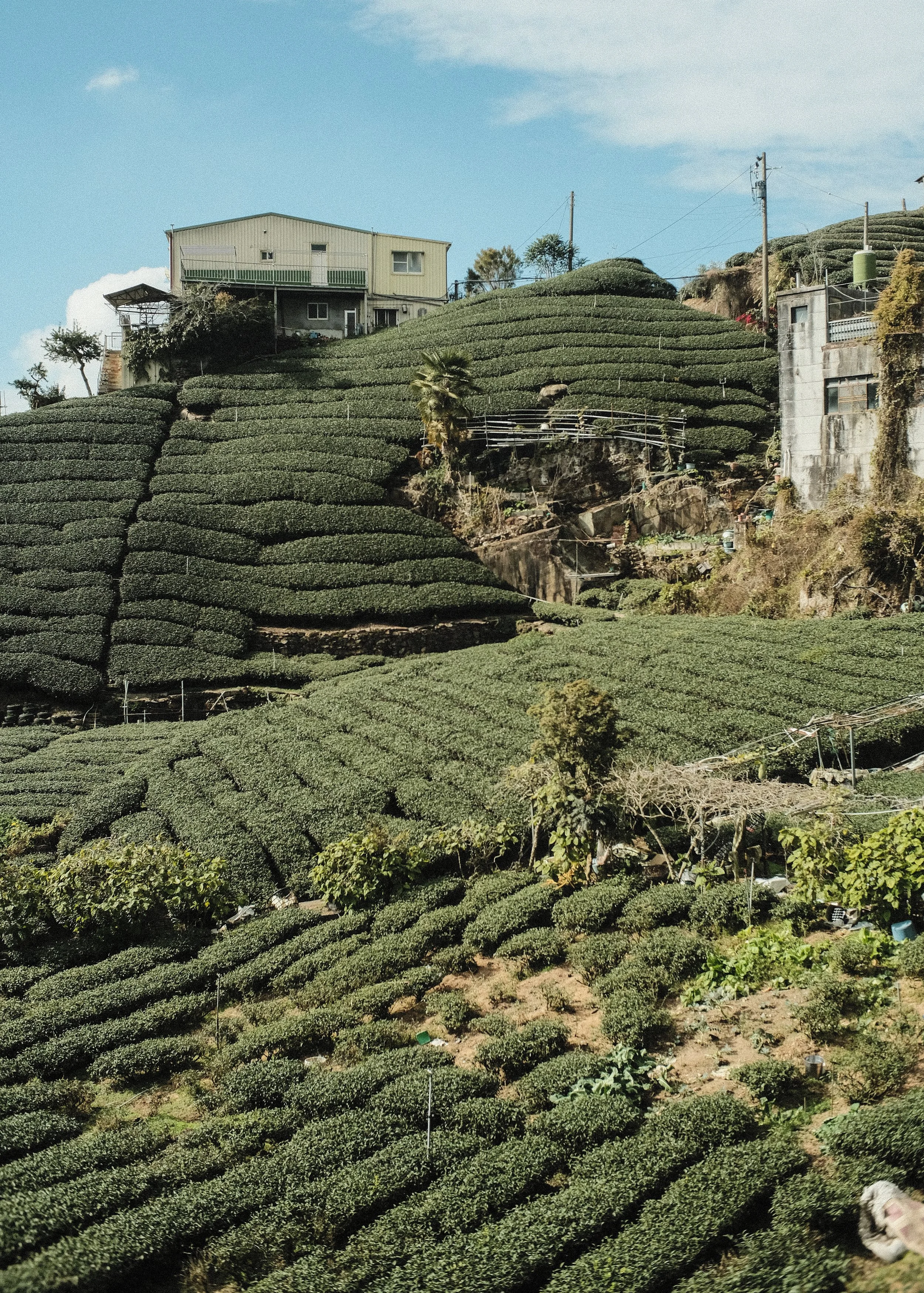 Taiwan Tea Field.jpg