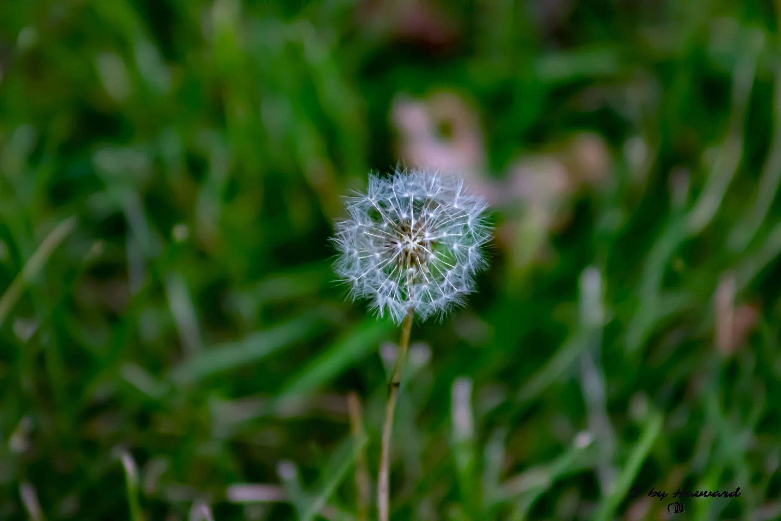 flower 3.jpg