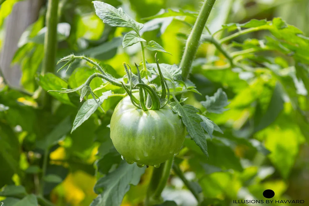 gardenweb.webp