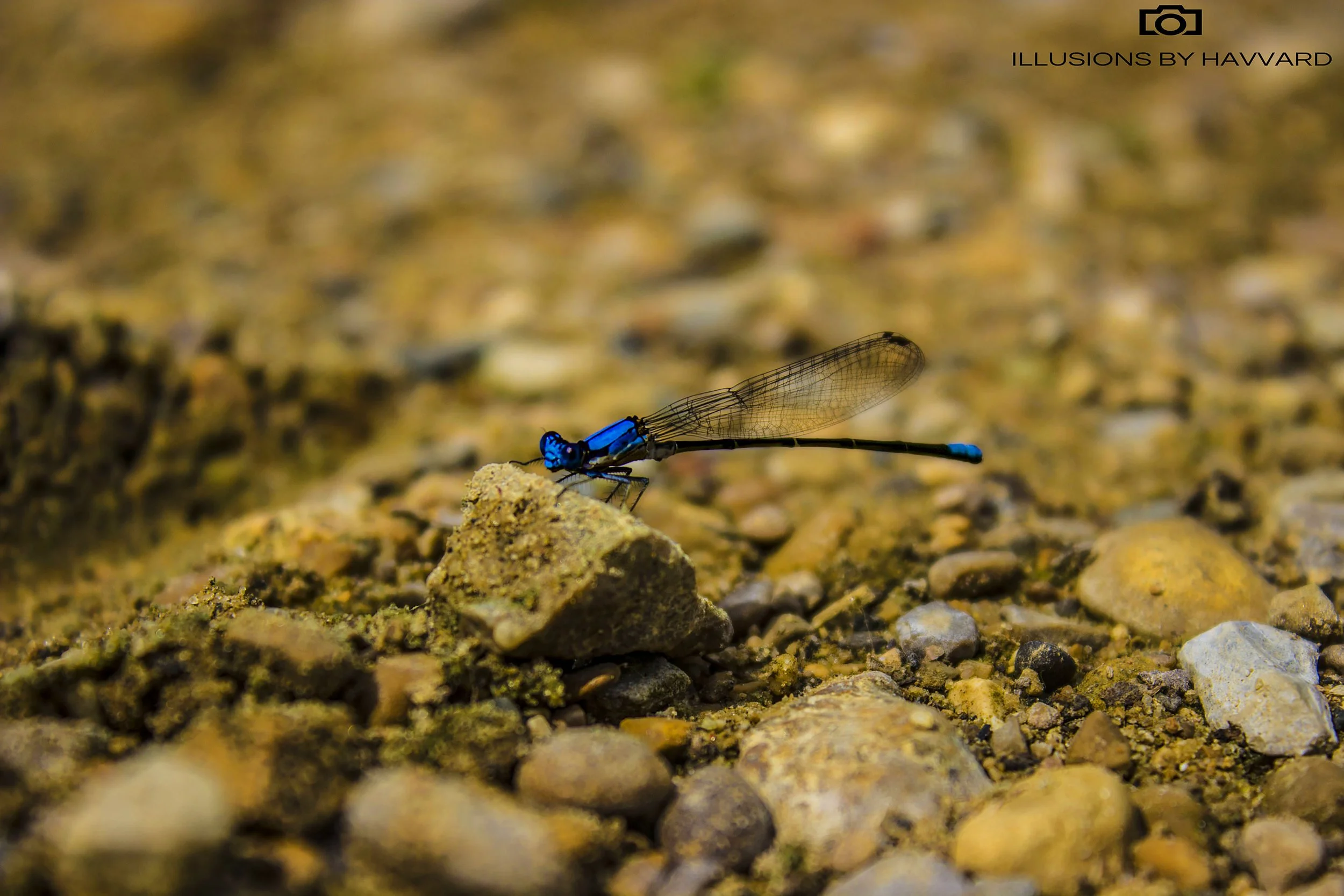 dragonfly printed version 2020.jpg