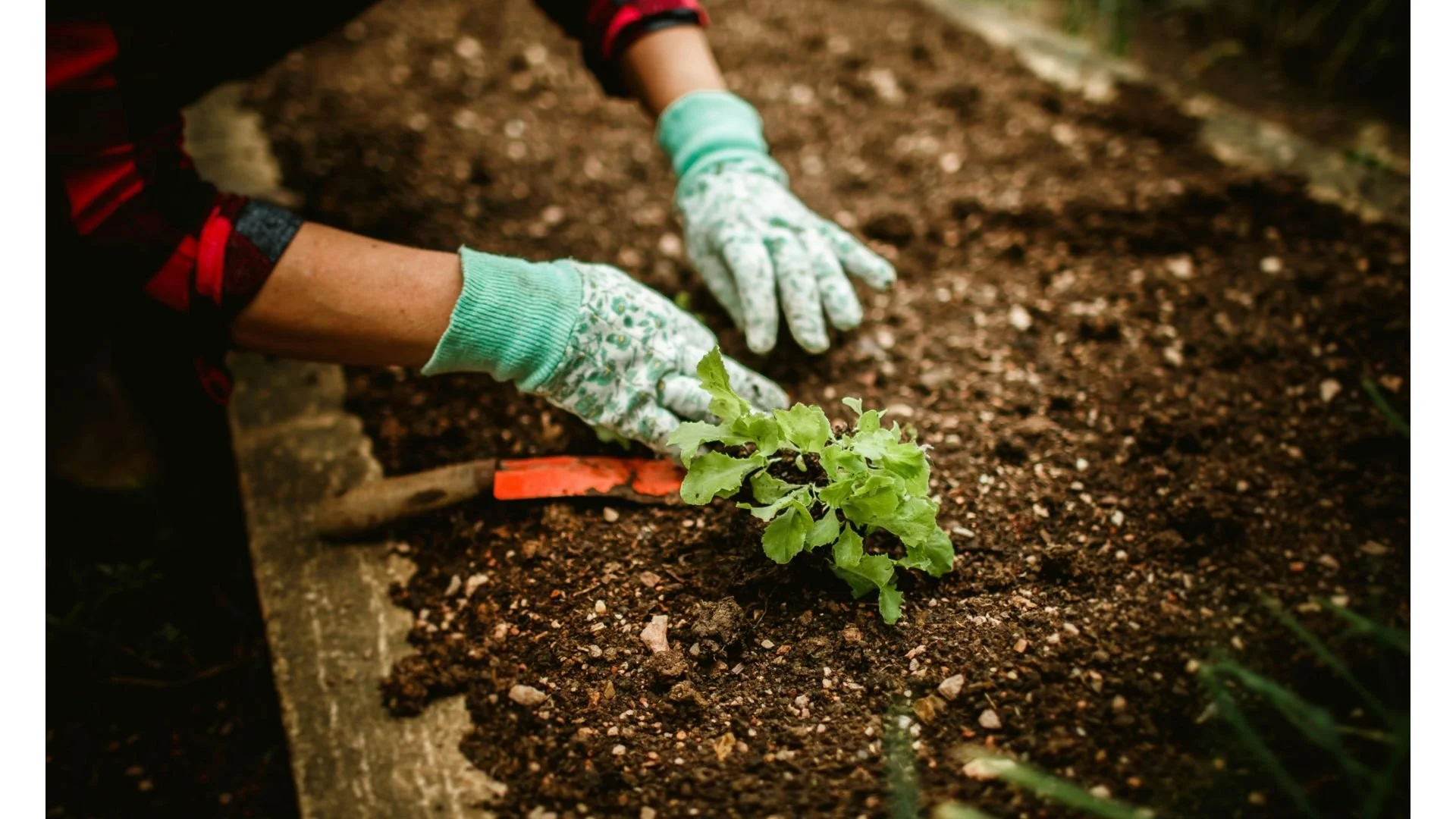 Native Plants Gardening Presentation & Seed Swap