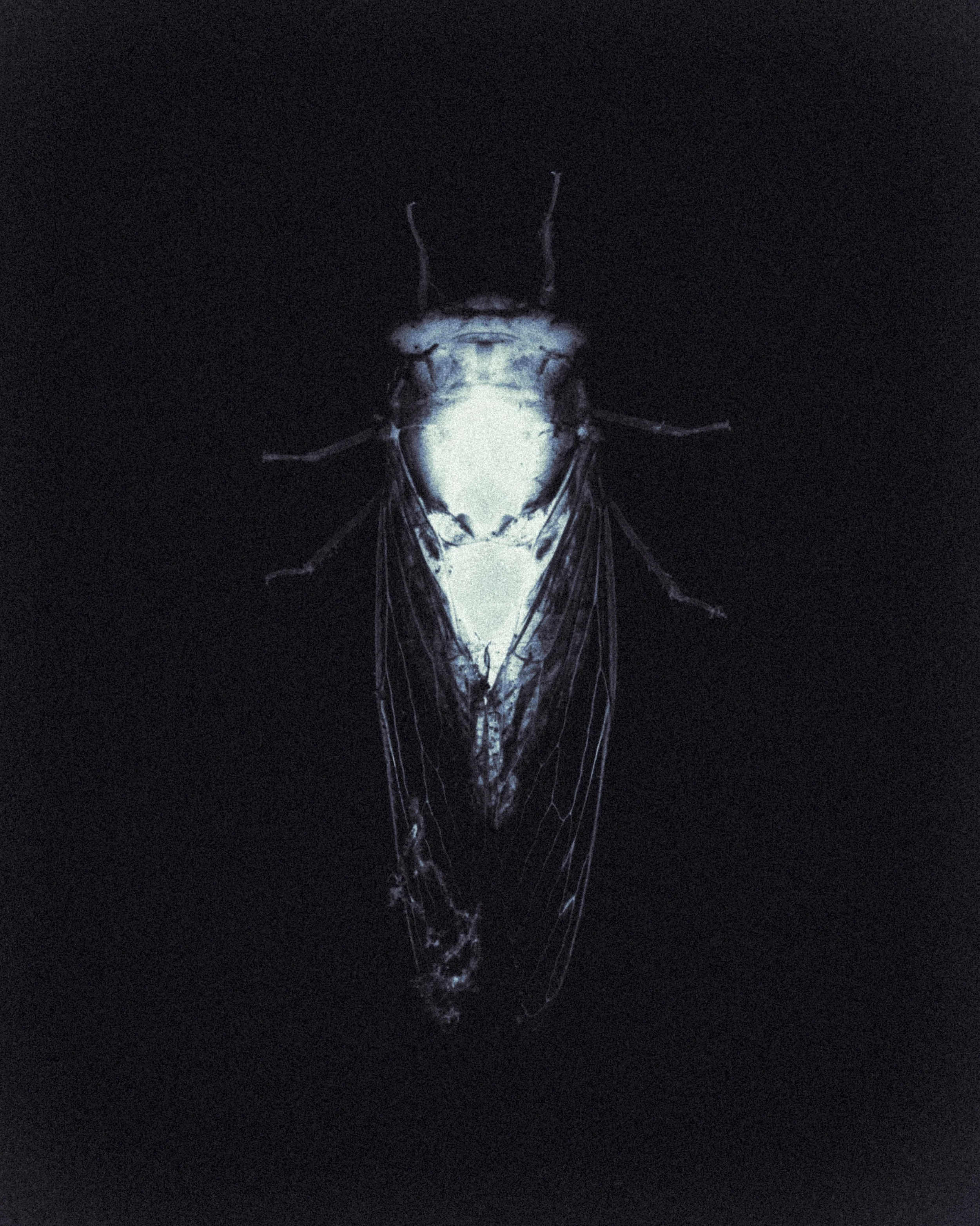 Close-up of a glowing, winged insect, possibly a dragonfly or damselfly, against a black background.