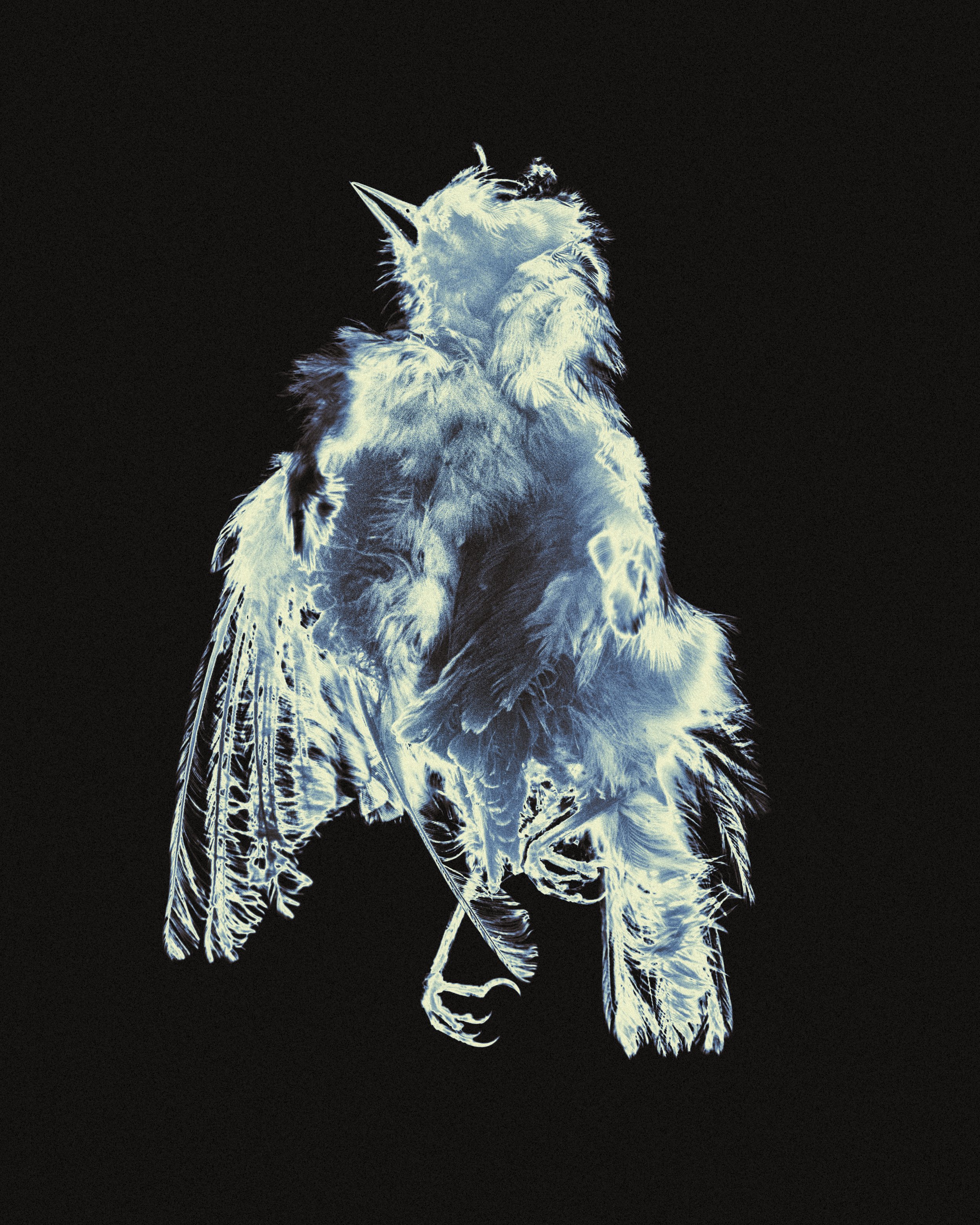 An artistic depiction of a bird, possibly a songbird, created with a neon blue and white glow against a black background. The detailed feathers and outline of the bird are visible.