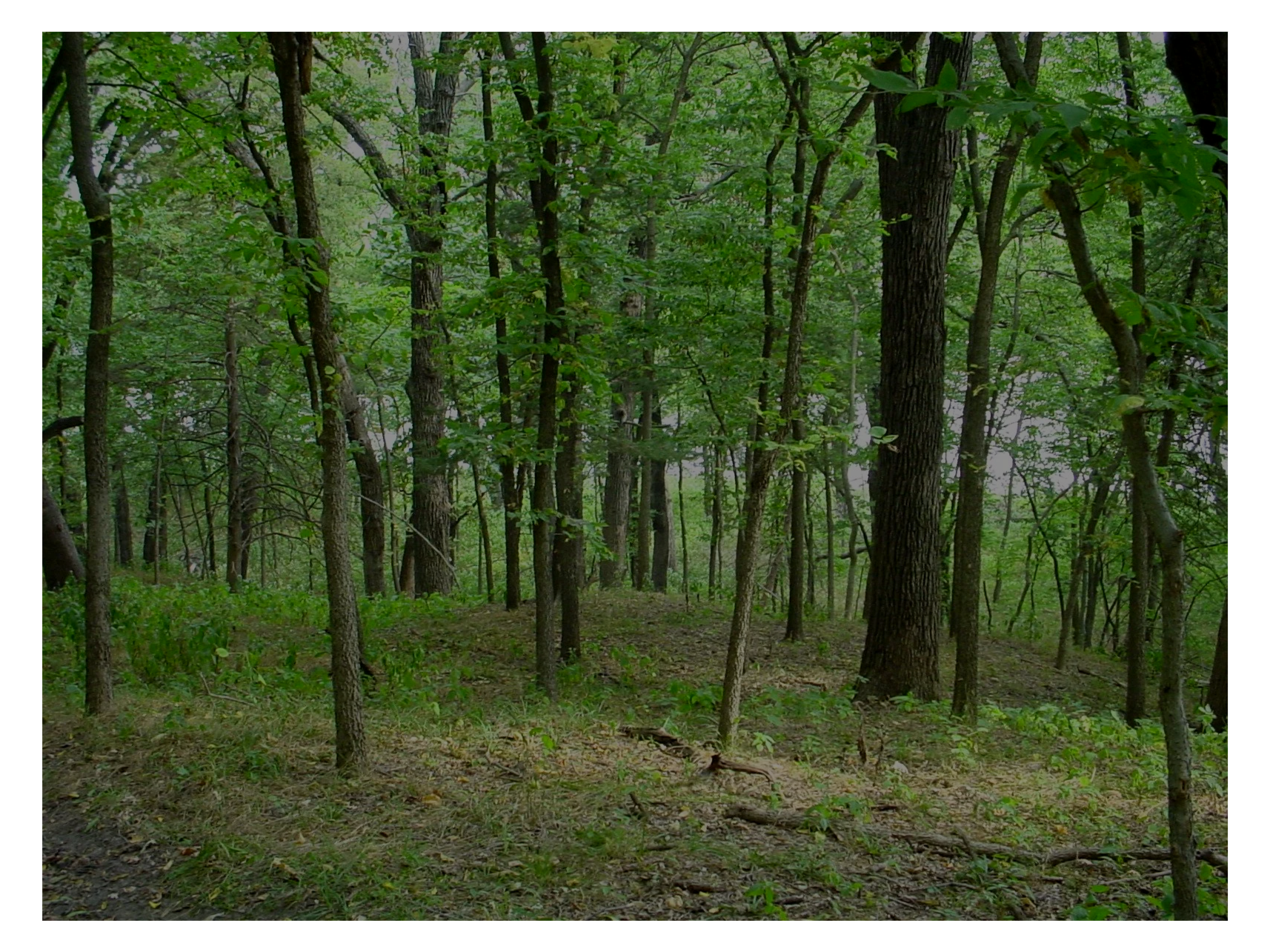 A dense green forest with tall trees and a dirt ground covered with small plants and fallen branches.