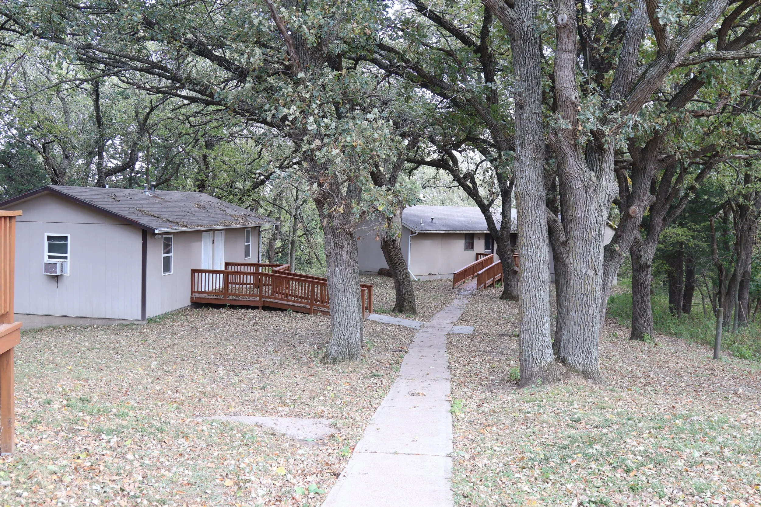 A pathway leads to two cabins surrounded by tall trees and fallen leaves.