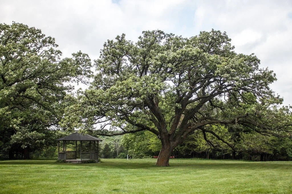 A large, leafy tree with a sprawling canopy in a park with a small wooden gazebo underneath it.