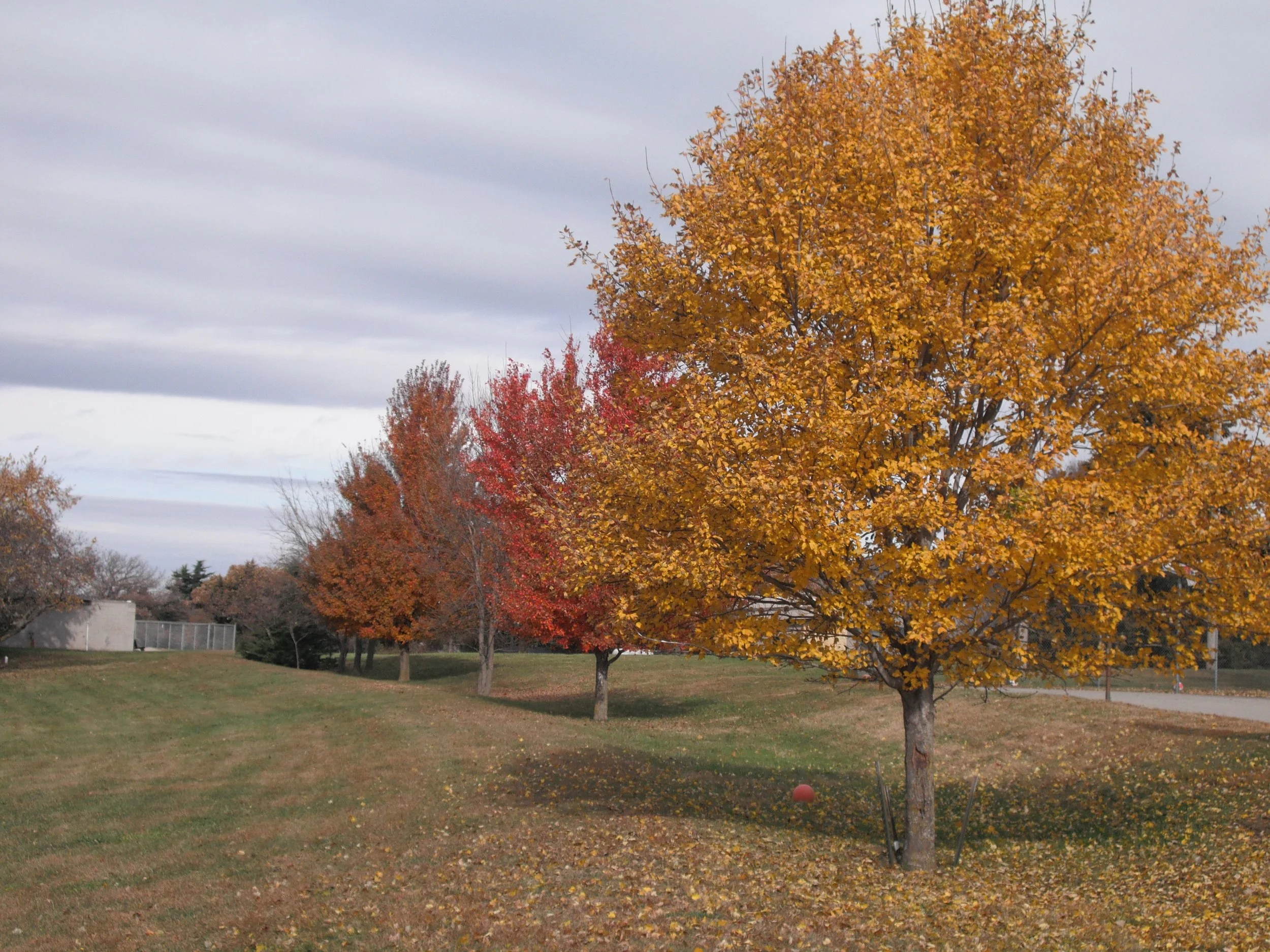 A park scene during fall with trees showcasing yellow and red autumn leaves, some fallen on the grass, overcast sky.