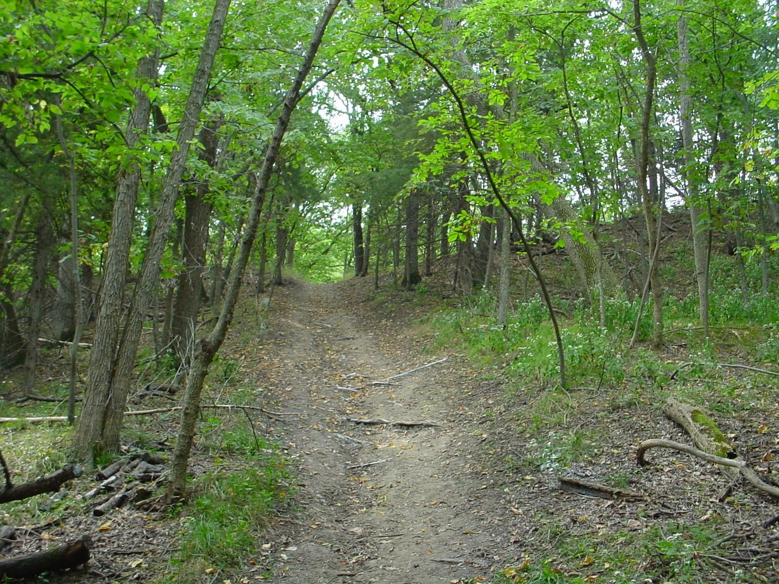 A dirt trail winds through a lush green forest with dense trees and foliage on either side.