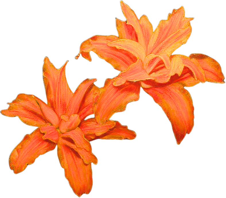Two orange and pink striped lilies against a black background.