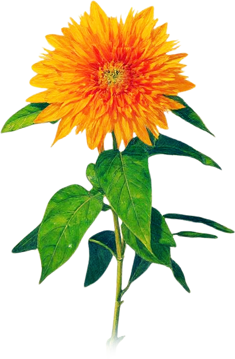 A bright orange and yellow sunflower with green leaves