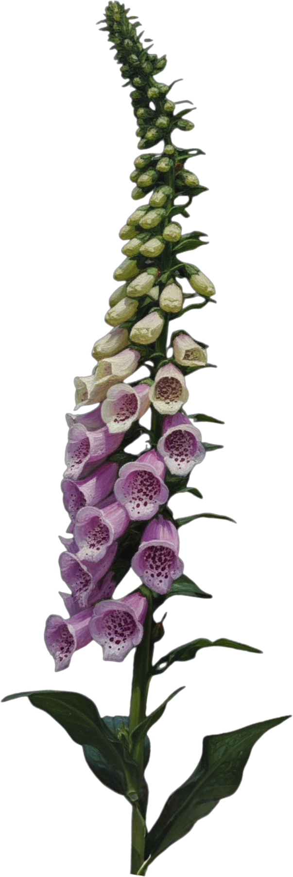 A tall flower stalk with pink and purple bell-shaped flowers and green buds.
