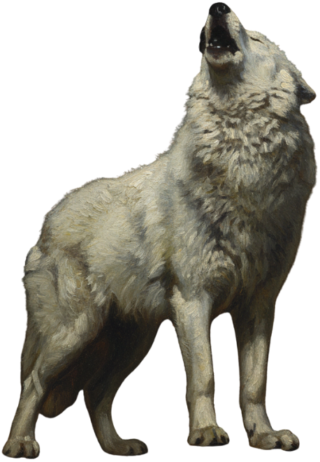 A howling gray wolf standing on all fours against a black background.