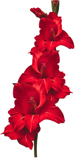 A vertical arrangement of red gladiolus flowers with green leaves at the top.