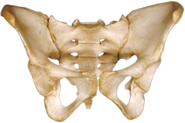 Front view of a human pelvic bone.