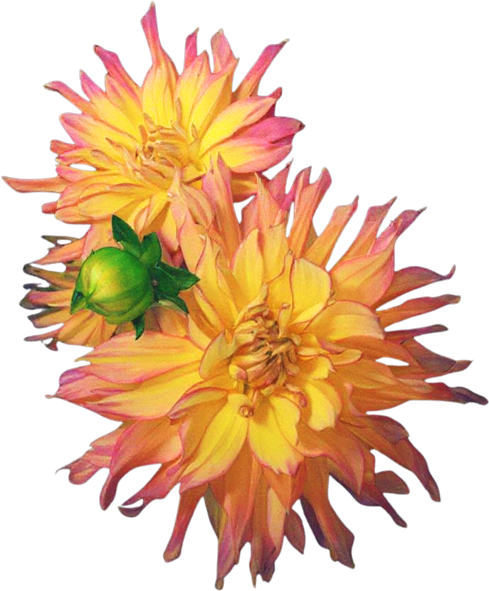 Three pink and yellow dahlia flowers with one green bud against a black background.