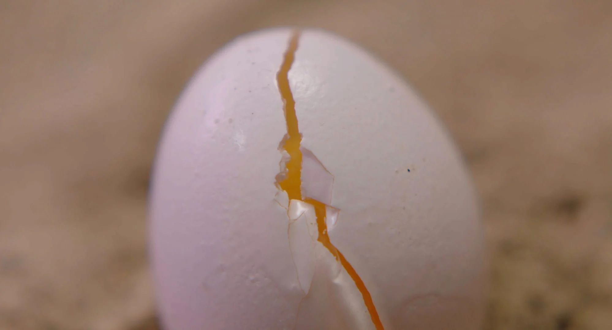After Hatching