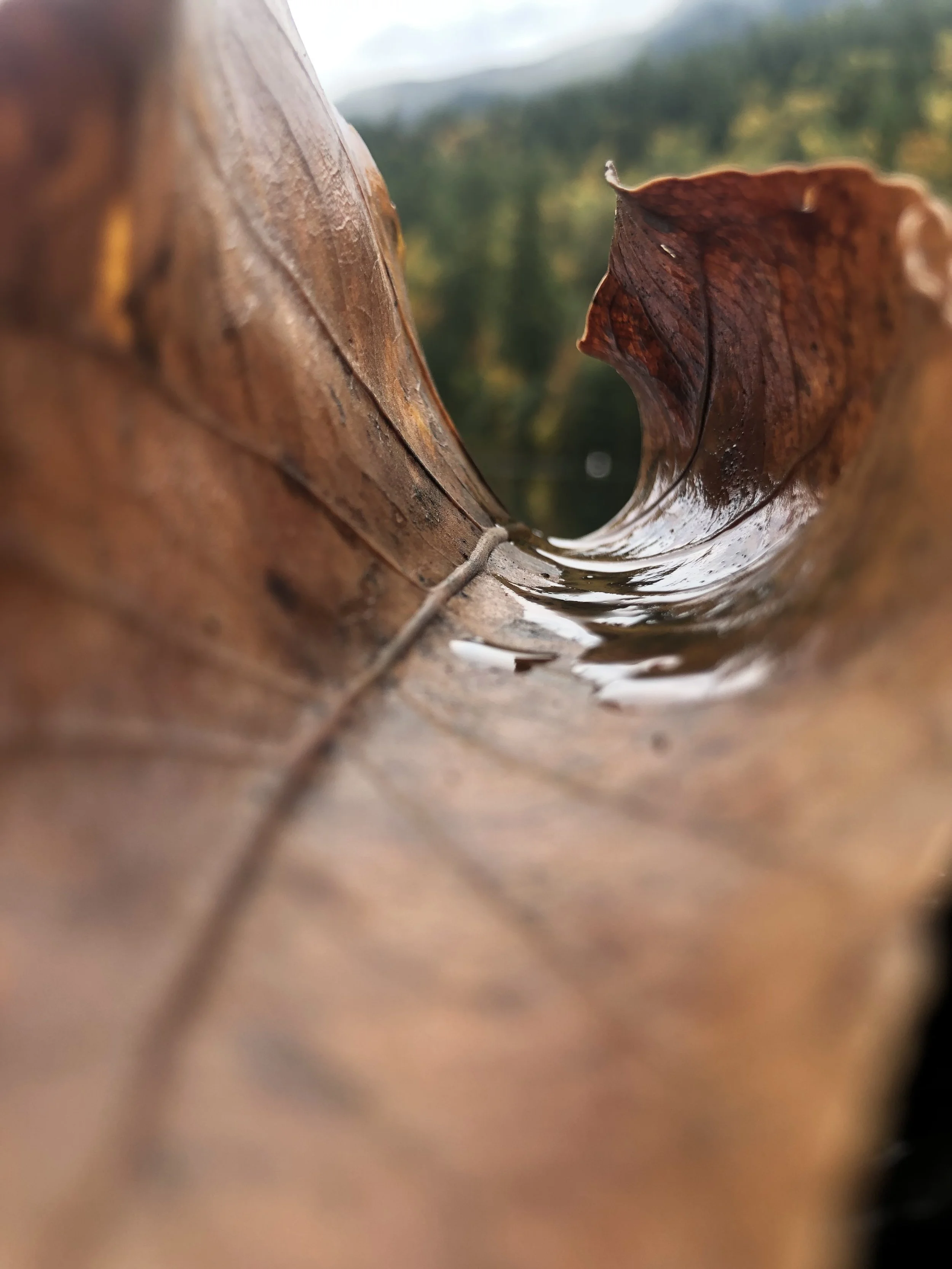 Close-up view of a curled brown leaf with water droplets inside, with a blurred natural background.