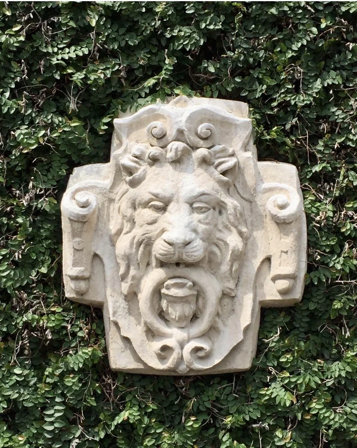 A carved stone lion's head with a ring in its mouth, mounted on a cross-shaped stone plaque, surrounded by green ivy.