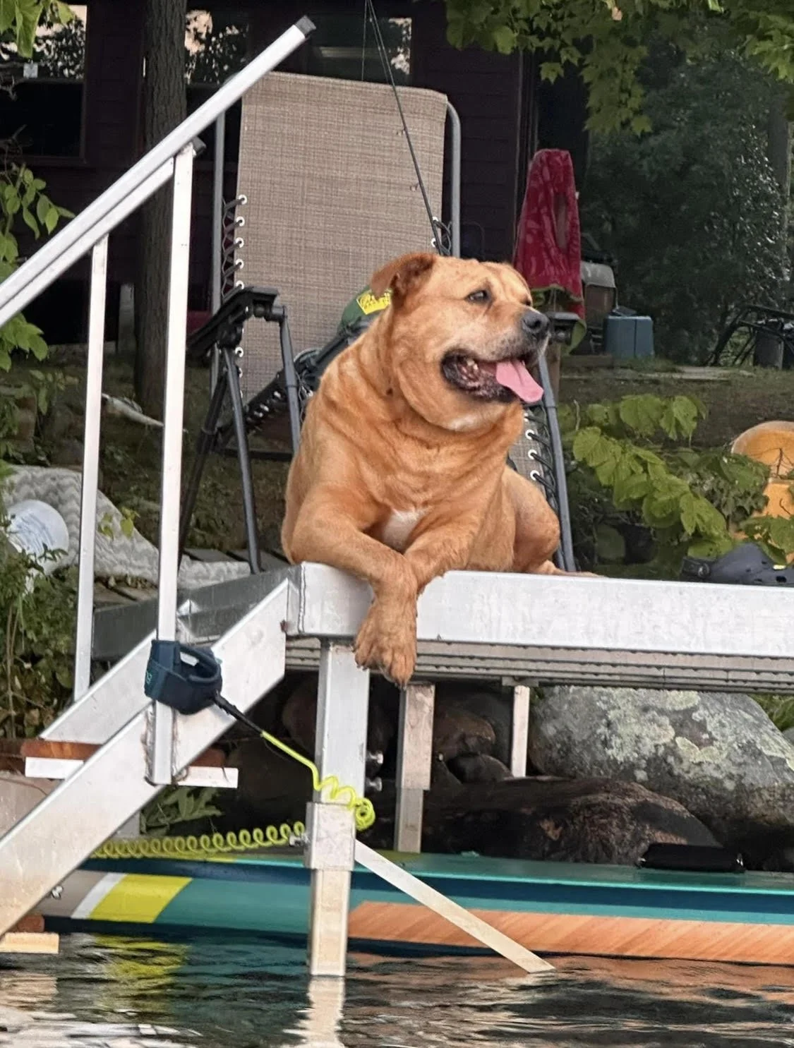 A brown dog with a collar sits on a dock, looking happily to the side with its tongue out, next to a paddleboard and surrounded by trees and outdoor items.