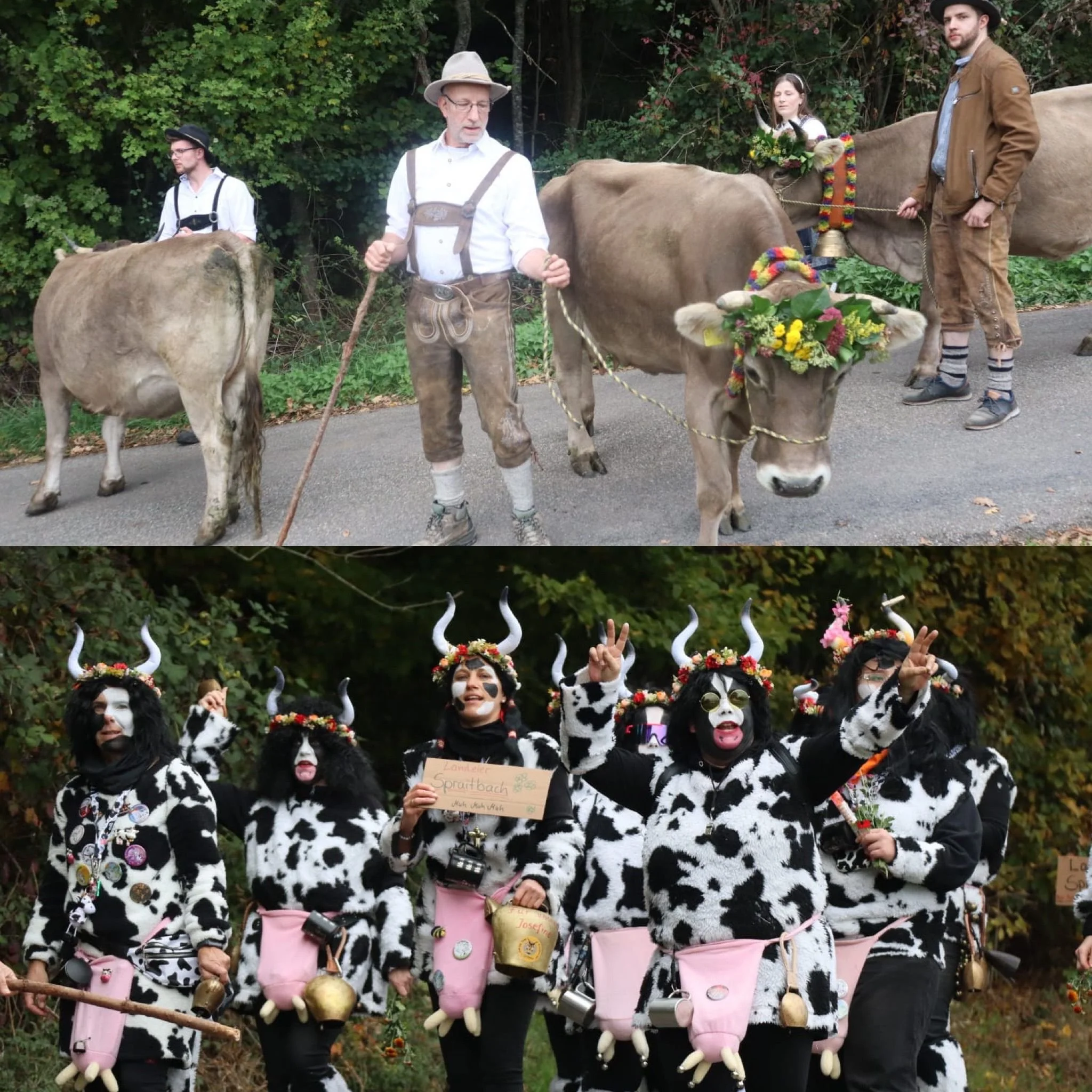 Der SV Frickenhofen feierte bei mildem Herbstwetter sein größtes Vereinsfest, den Almabtrieb.