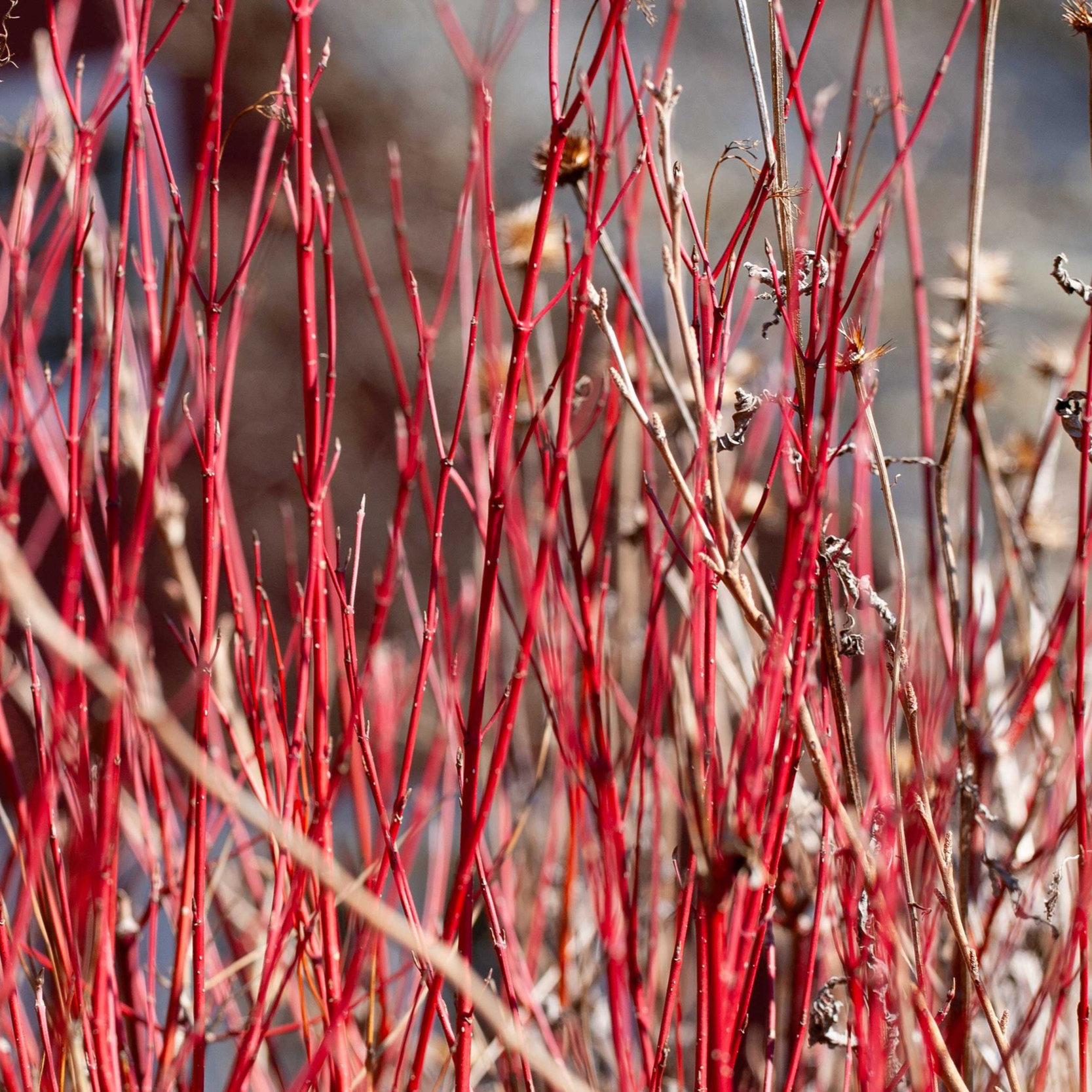 Red+Osier+Dogwood+2.png