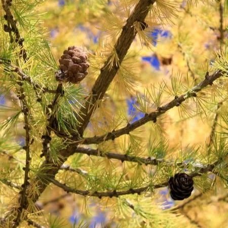 Tamarack | (bundle of 5)