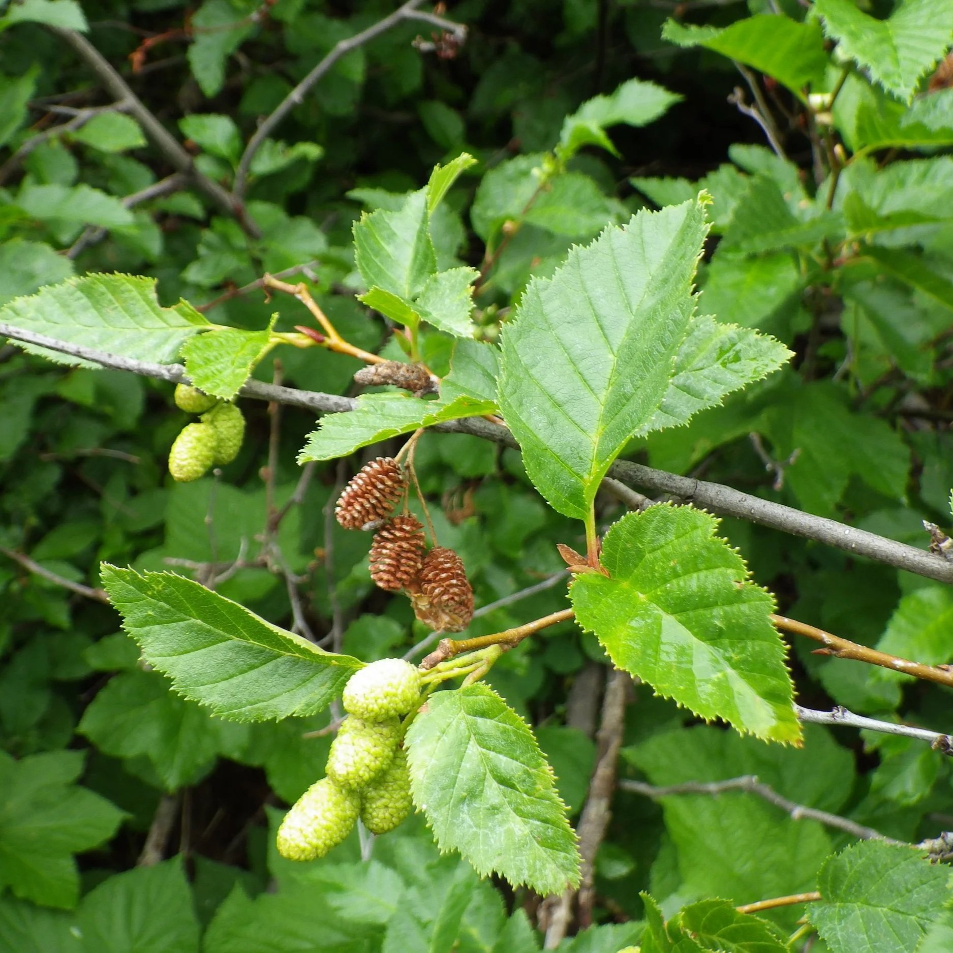 Green Alder | (Bundle of 5)